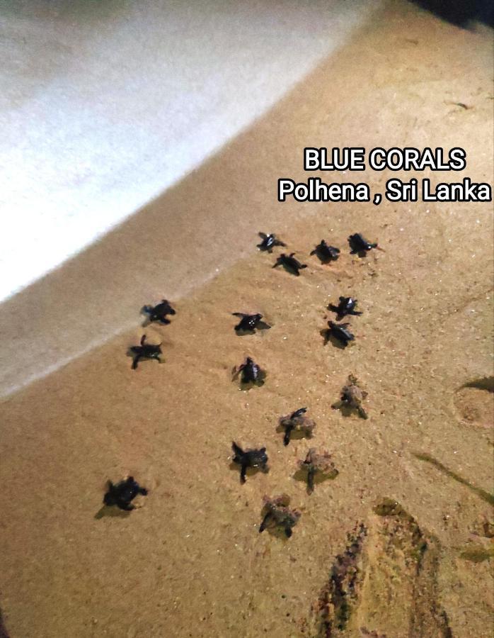Blue Corals Beach Bungalow Matara Exteriör bild