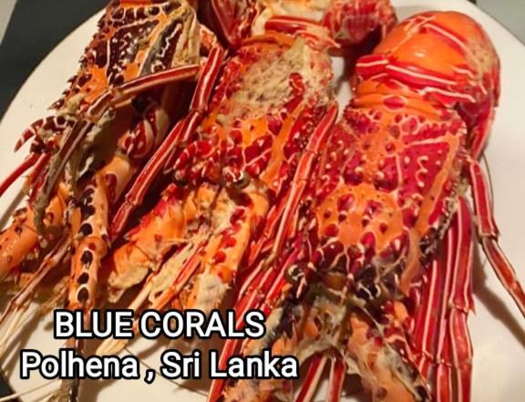 Blue Corals Beach Bungalow Matara Exteriör bild